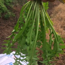 荠菜