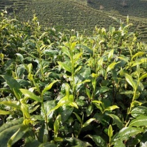 普洱茶
