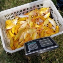 锦鲤