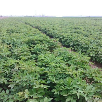 安徽亳州牡丹苗价格行情走势 - 一亩田