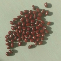 红小豆散装