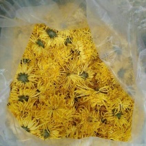 菊花茶开花