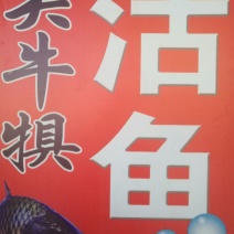 河鲤鱼食用1~2公斤