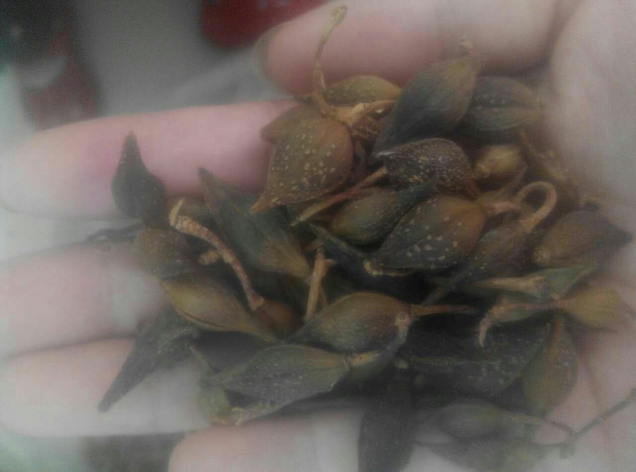 青翘化学成分示意图