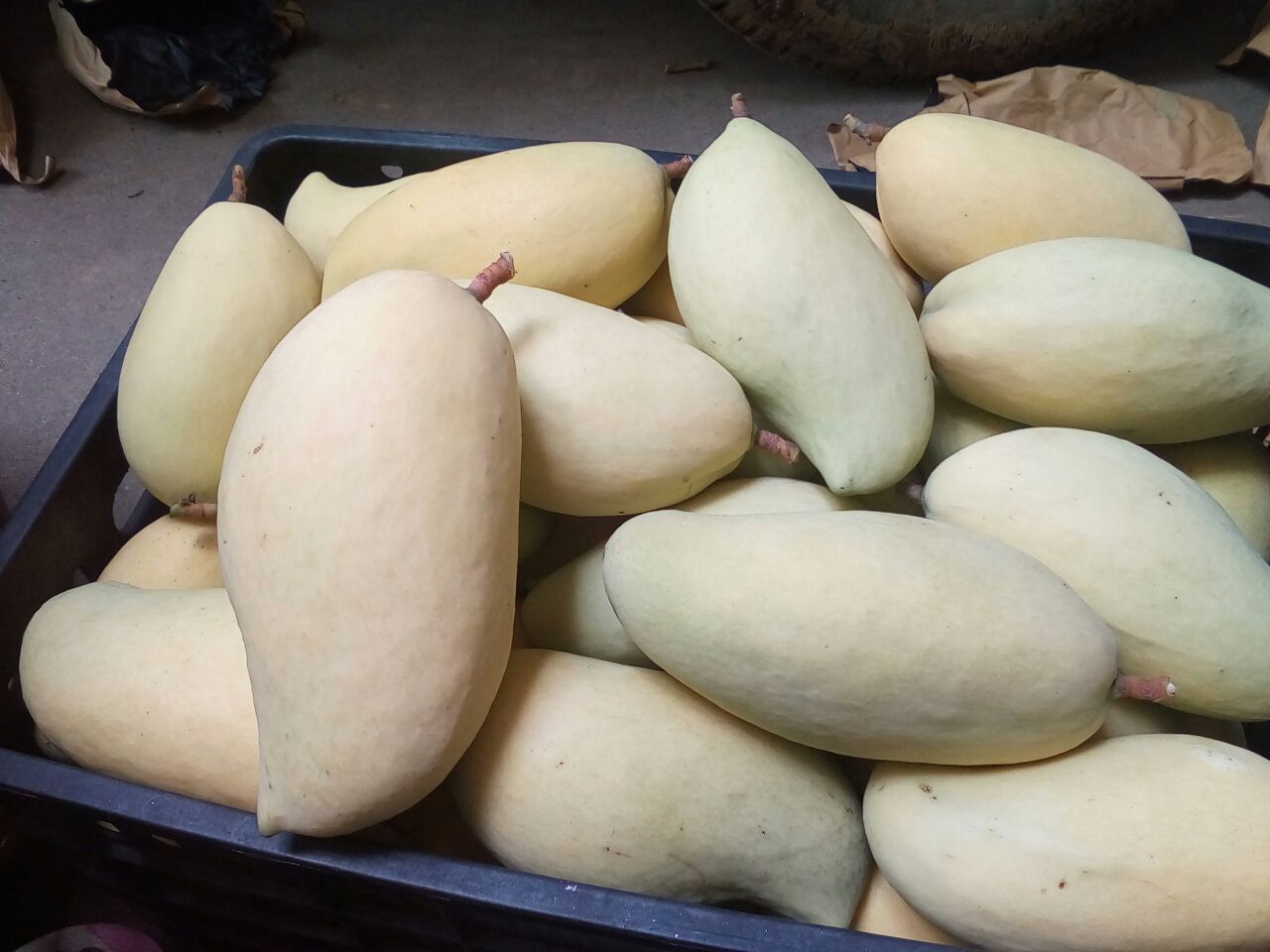 挑选新鲜鹰嘴芒果,果皮呈金黄色,果身饱满,摆放在竹篮中 挑选新鲜鹰嘴芒果