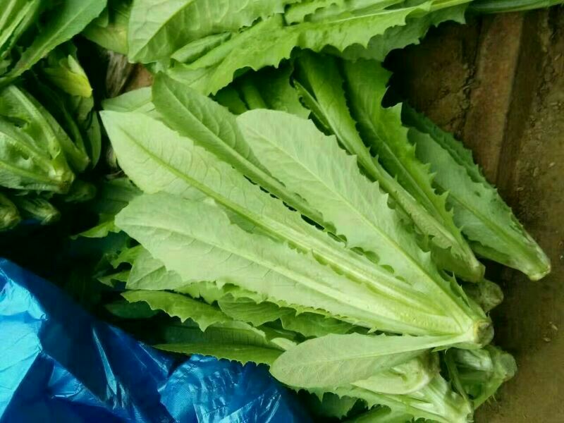 一株完整的新鲜油麦菜,展示其长长的茎和宽大的绿色叶片,叶片表面光滑有光泽,整体呈鲜嫩状态,背景为厨房台面,旁边配有清水盆和砧板,突出食材的新鲜与可食性 油麦菜整株特写