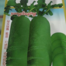 沙窝水果萝卜1~1.5斤起