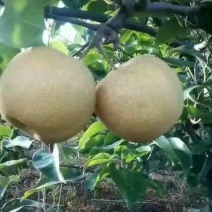 黄金梨400~450g纸袋