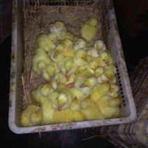 扬州大白鹅苗250g以下