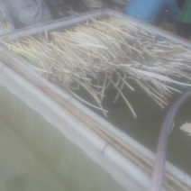 藕带