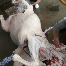 驴肉