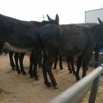 肉驴
