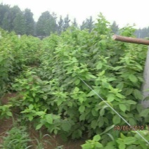 双季树莓苗10cm以下