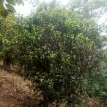百年大树茶二级