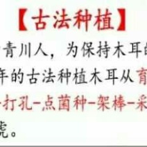 秋耳特级