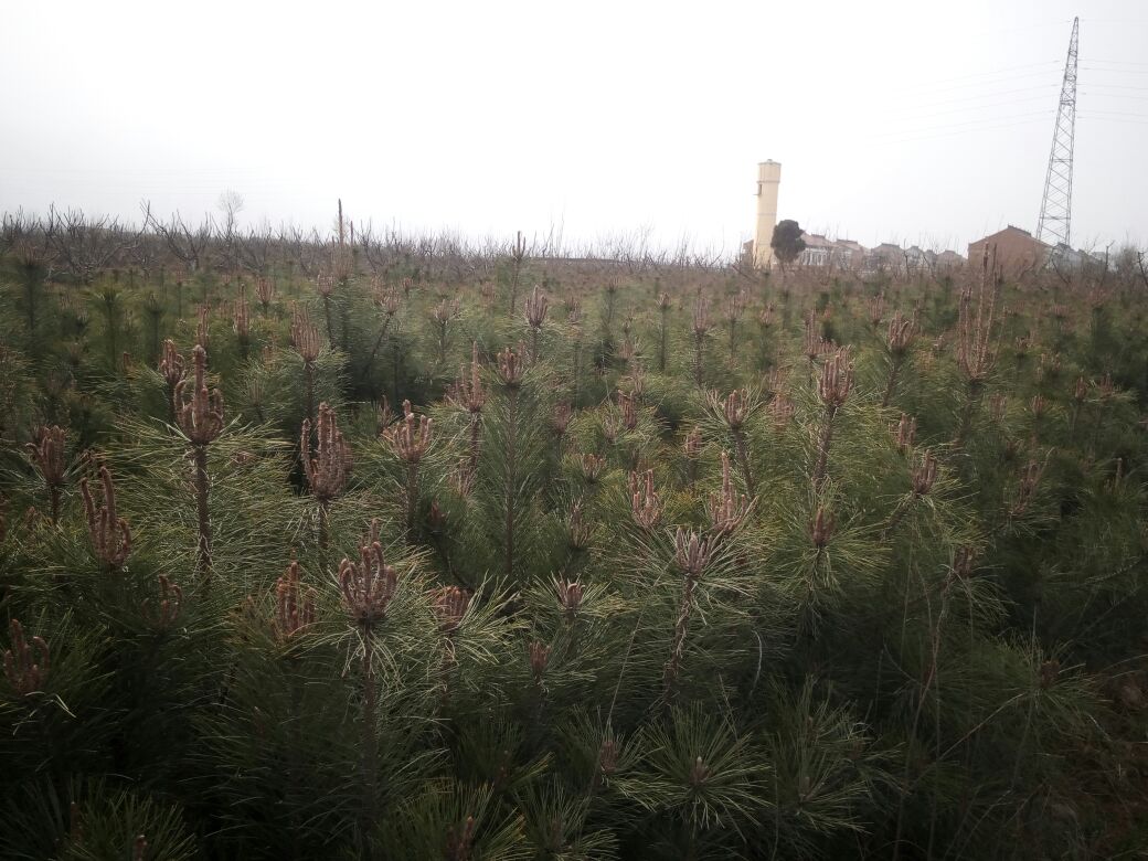 一棵高大的油松树,树干笔直,树冠呈塔状,背景为山林 油松树木的外观