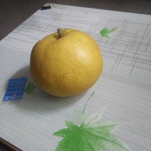 丰水梨300~350g纸袋