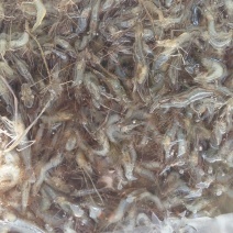 河虾活虾26~30只/kg