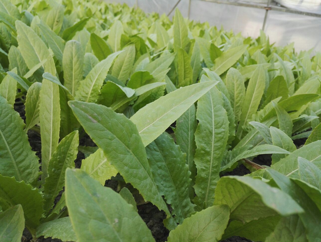 油菜机械化收获与种子清选场景：联合收割机正在收割成熟油菜，角果呈黄褐色已基本干枯；右侧晾晒场地上铺展着刚脱粒的棕黑色油菜籽，工人正用扬谷扇车分离秸秆碎屑与饱满籽粒