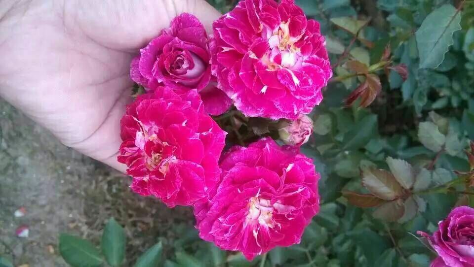 玫瑰与欧洲月季在同一花坛中盛开,花瓣颜色相近但形态略有不同 玫瑰与欧洲月季对比