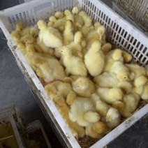 鹅苗250g以下