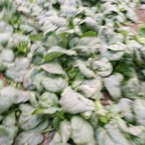 菠菜15~20厘米