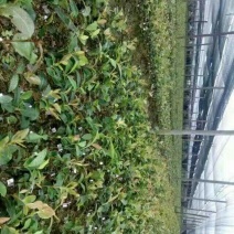 长林油茶苗10~29cm