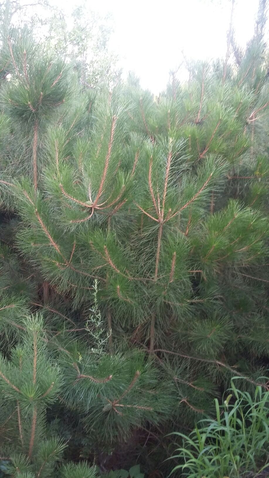 黑皮油松,黑皮冰,黑皮(第10页)_大山谷图库