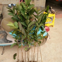 番石榴苗50~80cm