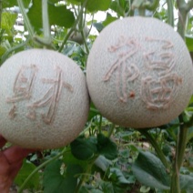 网纹瓜2斤以上椭圆形