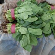 黑叶菠菜