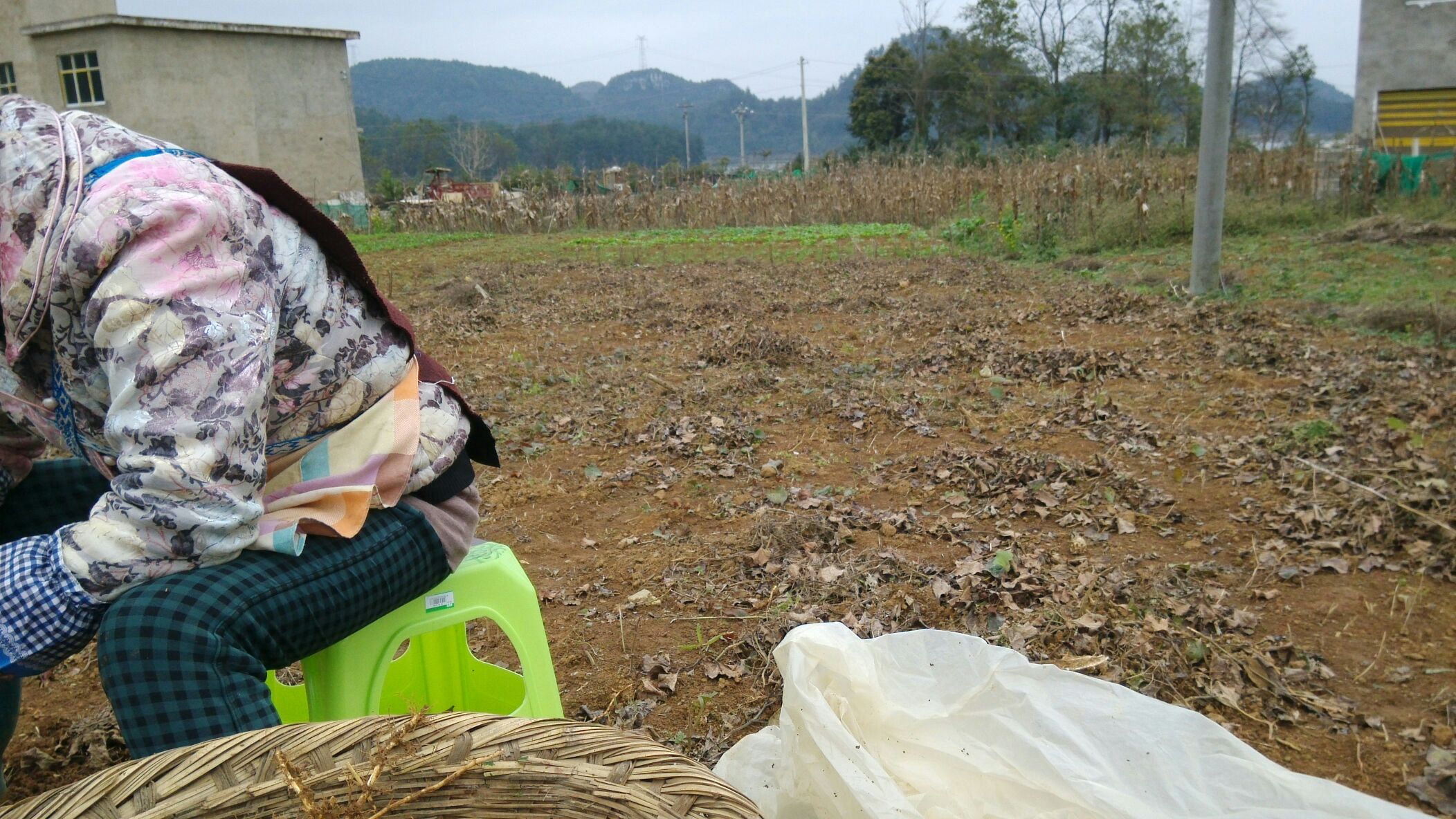 鱼腥草根采挖实景