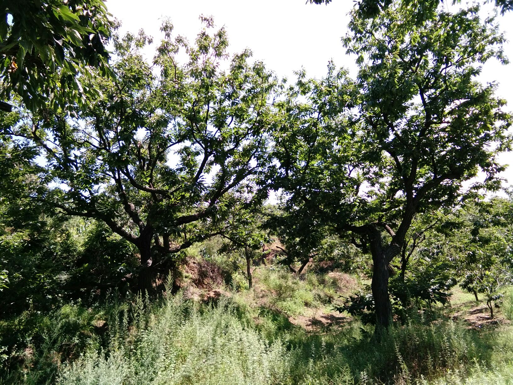 沂蒙山区连绵起伏的栗子林地,阳光透过树叶洒在成熟的栗子树上 沂蒙山区栗子林