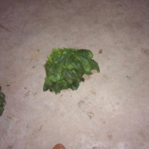 大叶菠菜20~25厘米