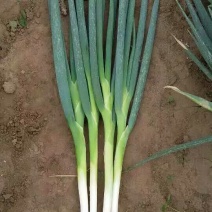 长白大葱20~25cm毛葱3cm左右