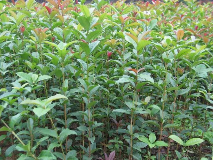 八月桂花芽分化显微结构图
