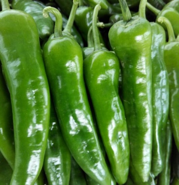 新鲜.辣妹子辣椒产地直供蔬菜基地现摘现发