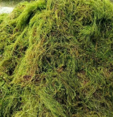 伊乐藻 吃不败 速生水草 包邮