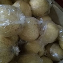 早酥梨450~500g纸加膜