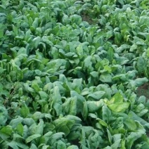 大叶菠菜20~25厘米