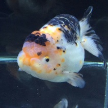 锦鲤