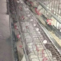 鸡苗1斤以下