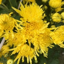菊花茶