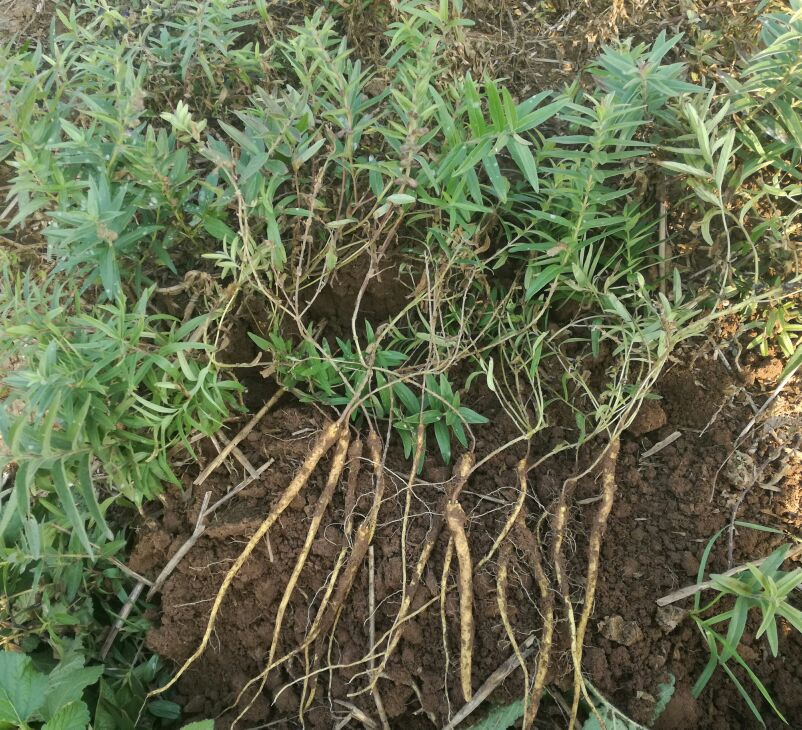 黄芩采收现场图