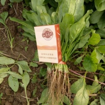 菠菜15~20厘米