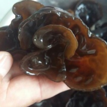 黑木耳一级