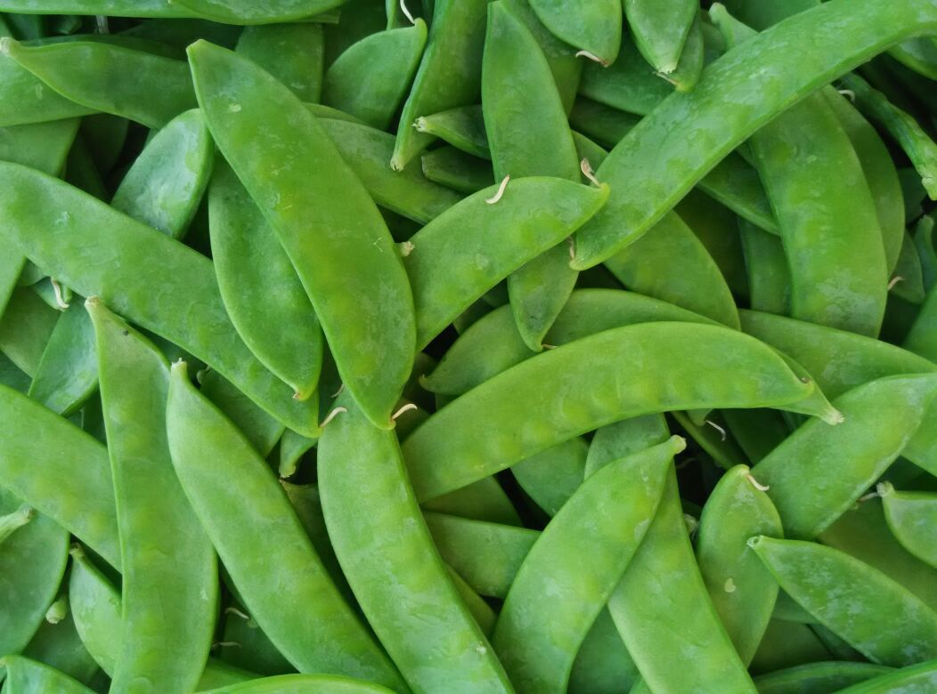 荷兰豆的嫩荚特写