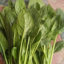 大叶菠菜20~25厘米