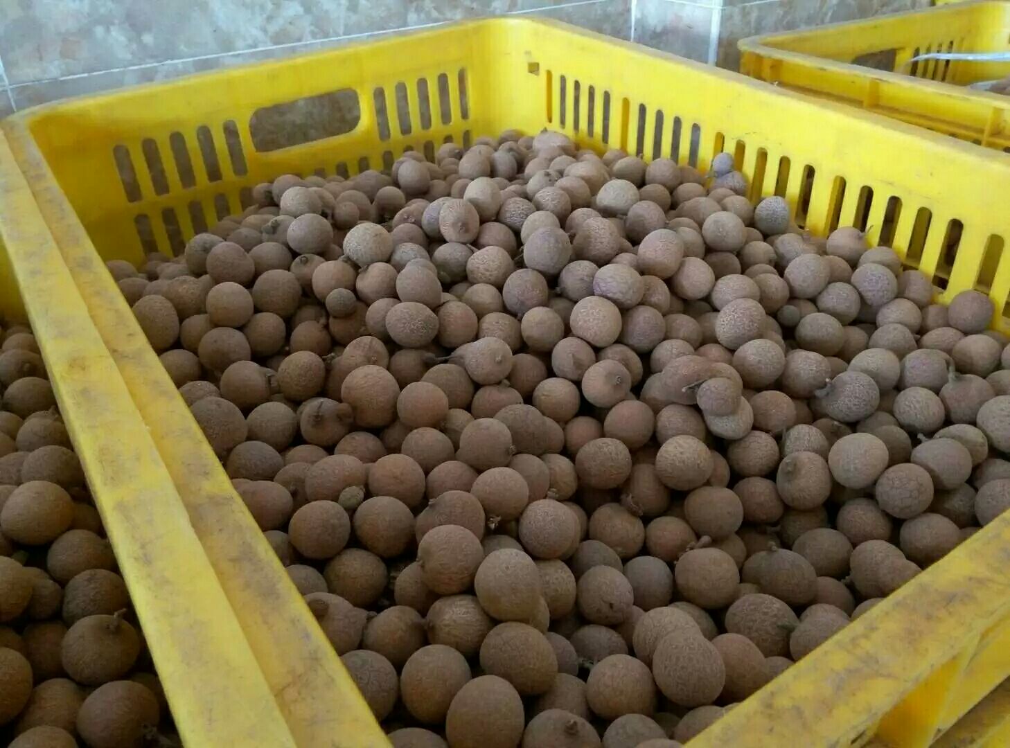 一台豆浆机正在搅拌黄豆与桂圆,旁边摆放着新鲜桂圆果与干桂圆 制作桂圆豆浆过程图