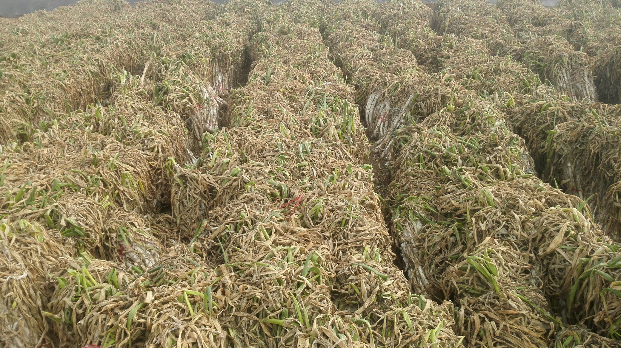 山东章丘基地工人在晴天上午采收章丘大梧桐大葱,使用专用葱铲深挖25cm,轻抖泥土后按假茎粗度手工分级,剔除病伤株,地面铺洁净草帘暂存 大葱采收分级现场操作图